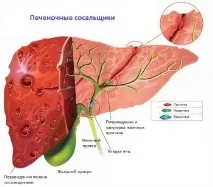 Черв’яки-сисуни середовище проживання, представники, життєвий цикл яки-сисуни