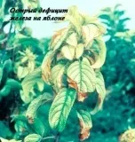 Дефіцит заліза (Fe) дефіцит