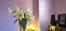 Декоративна штукатурка оточено, Di Pela, Velvet в Одесі штукатурка