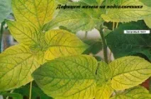 Дефіцит заліза (Fe) листя