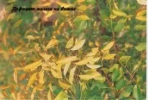Дефіцит заліза (Fe) листя