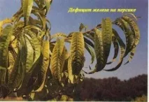 Дефіцит заліза (Fe) Дефіцит заліза