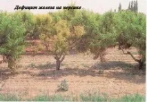 Дефіцит заліза (Fe) дефіцит