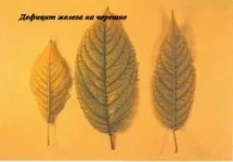 Дефіцит заліза (Fe) дефіцит