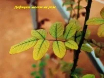 Дефіцит заліза (Fe) заліза
