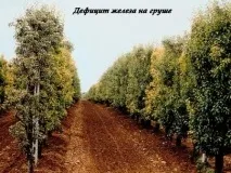 Дефіцит заліза (Fe) Дефіцит заліза
