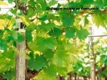 Дефіцит заліза (Fe) Дефіцит заліза
