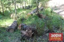Добрянський парк перетворюється на звалище, а влада не знає, як оформити міські ліси в влада