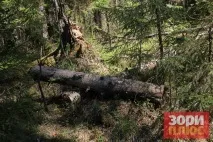 Добрянський парк перетворюється на звалище, а влада не знає, як оформити міські ліси в звалище