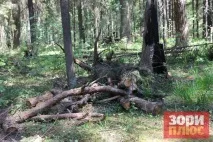Добрянський парк перетворюється на звалище, а влада не знає, як оформити міські ліси в звалище
