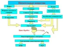 Дихання та діабет, Оздоровча школа Система Дихання діабет