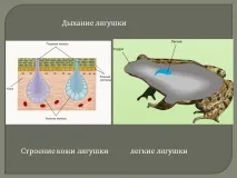 Дихання жаби - Презентація 5519-15 5519-15