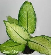 Діффенбахія Dieffenbachia - види, догляд у домашніх умовах, пересадка, розмноження - My Life діффенбахія