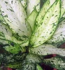 Діффенбахія Dieffenbachia - види, догляд у домашніх умовах, пересадка, розмноження - My Life умовах
