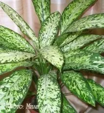 Діффенбахія Dieffenbachia - види, догляд у домашніх умовах, пересадка, розмноження - My Life види