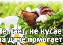 дачі