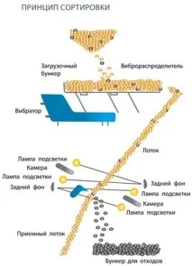 слънчоглед