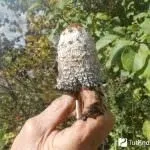 Гриби гною їстівні чи ні, білі, сірі, звичайні, опис, відгуки про лікування білі