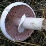 печериці