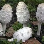 Гриби гною їстівні чи ні, білі, сірі, звичайні, опис, відгуки про лікування гною