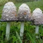Гриби гною їстівні чи ні, білі, сірі, звичайні, опис, відгуки про лікування гною