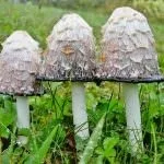 Гриби гною їстівні чи ні, білі, сірі, звичайні, опис, відгуки про лікування гриби