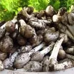 Гриби гною їстівні чи ні, білі, сірі, звичайні, опис, відгуки про лікування гриби
