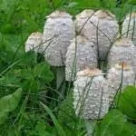 Гриби гною їстівні чи ні, білі, сірі, звичайні, опис, відгуки про лікування їстівні