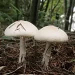 печериць