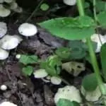 Гриби гною їстівні чи ні, білі, сірі, звичайні, опис, відгуки про лікування гриби