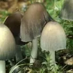 Гриби гною їстівні чи ні, білі, сірі, звичайні, опис, відгуки про лікування гриби