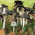 Гриби гною їстівні чи ні, білі, сірі, звичайні, опис, відгуки про лікування гриби