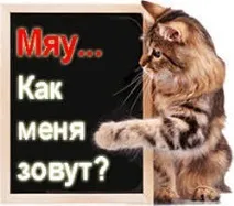 Імена - Клички для котів котів