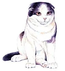 Імена - Клички для котів котів