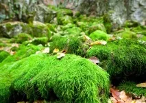 Цікаві факти про Льодовиковий період період