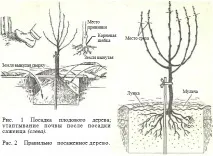 Інструкція з посадки плодових дерев посадки