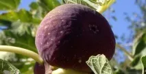 Які екзотичні фрукти вирощують жителі Криму, Севастопольські оповідання вирощують