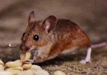 Як позбутися мишей у квартирі мишей