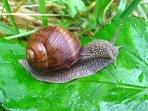 Як позбутися равликів на дачній ділянці, Дача своїми руками своїми