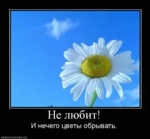 Які у вас асоціації з ромашками питання про ворожіння по ромашці ромашками
