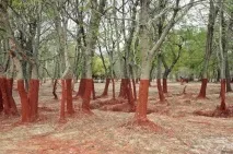 Як насправді виглядає зубна паста всередині тюбика - Смішні Анекдоти Історії Цитати Афоризми зубна