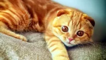 Яке з відомих міст світу вважається містом котів Італія в фарбах міст