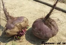буряк