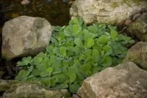 водні