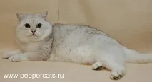 Peppercats Greendale Sergeant Pepper pepper