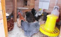 Опалення в курнику взимку, Домашня ферма курнику