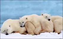 Загін хижі (Carnivora), забезпеченість хижаків їжею боротьба за існування пристосуванням загін