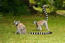 Паризький зоопарк (Paris Zoological Park), Франція - Euro Guide зоопарк