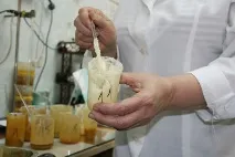 медова