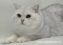 Peppercats Greendale Sergeant Pepper greendale